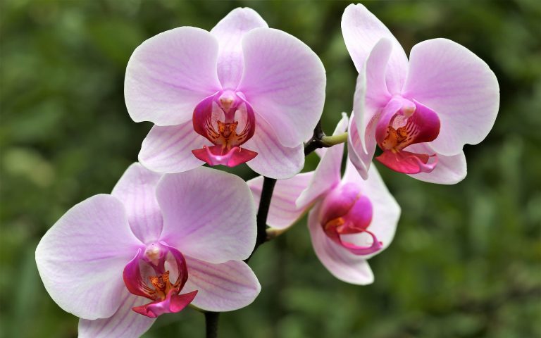 Phalenopsis – co zrobić, aby błędy nie zaćmiły urody naszej ćmówki?