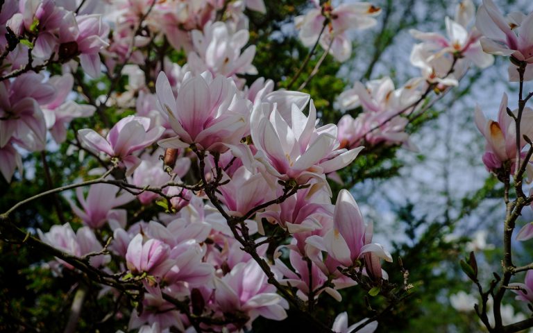 Magnolie: arystokratki wśród drzew wiosny