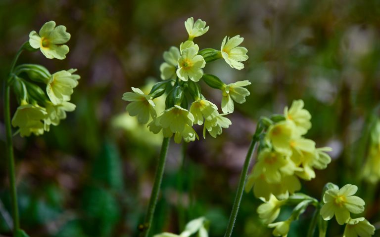 Kwiat – piękny dla człowieka, ważny dla rośliny.
