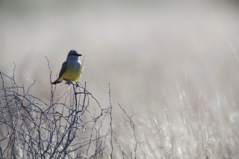 14 maja – Światowy dzień ptaków wędrownych