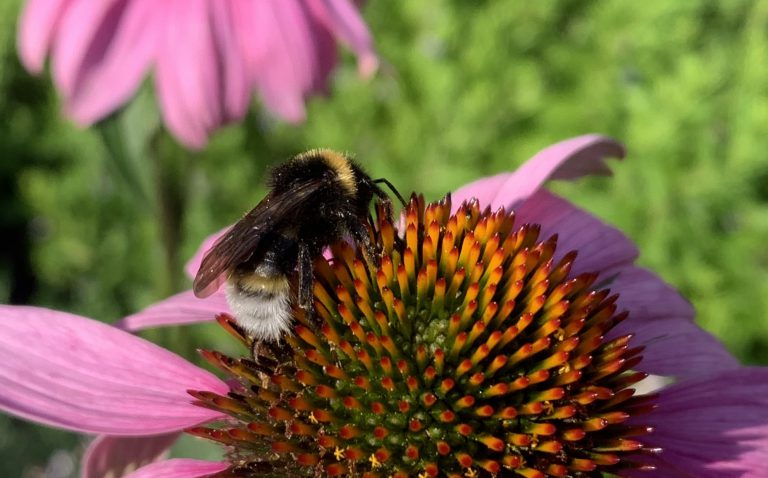 Ogród przyjazny trzmielom i samotnicom