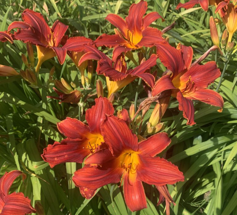 Liliowce smaczne i piękne