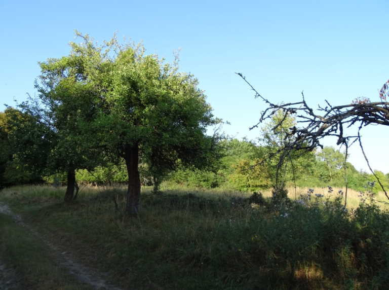 Ekspedycje terenowe – stare jabłonie