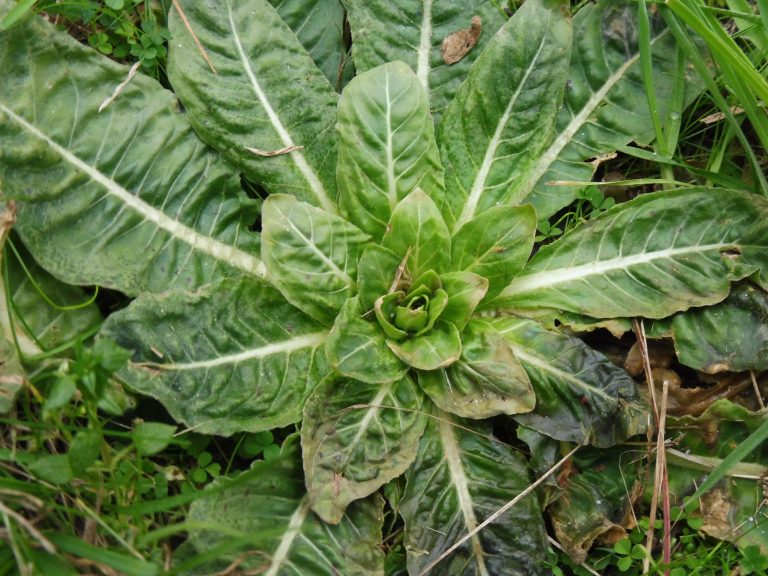 Rozetkowe zimowanie, czyli jak przetrwać zimą