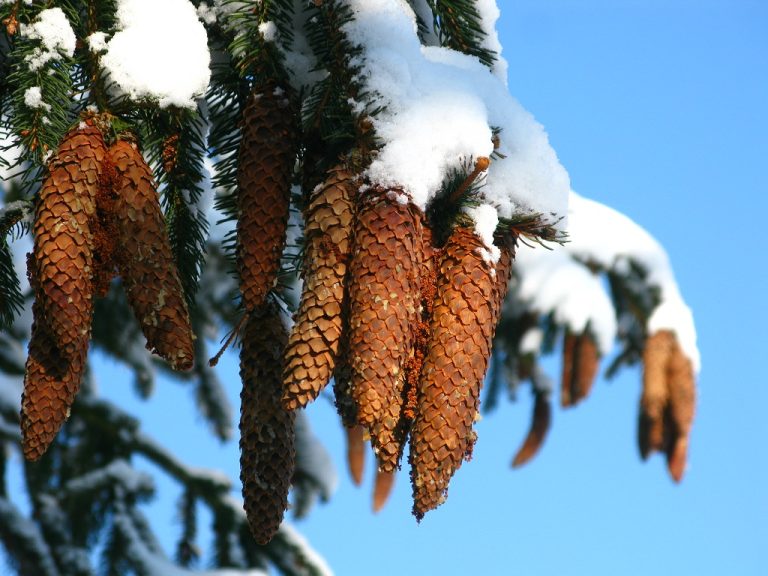 Świerk pospolity, czyli nie tylko „choinka”