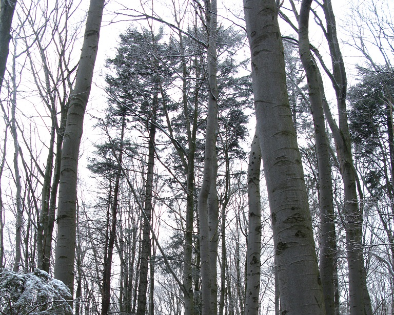 Buki – srebrne kolumny leśnej świątyni