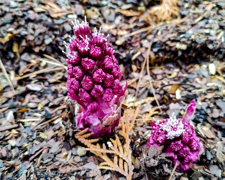 lepiężnik różowy