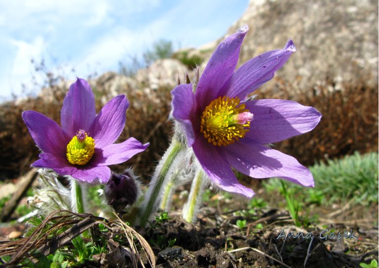 Kwiat w jedwabiach i aksamitach