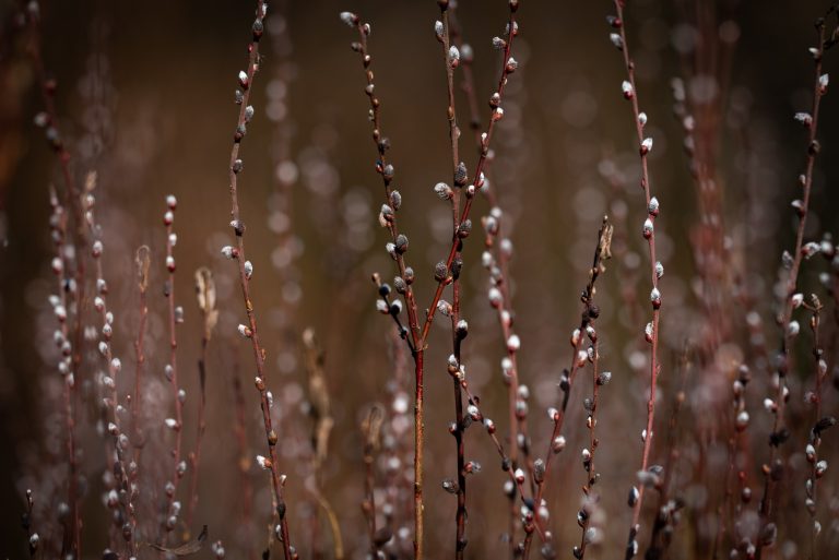 Moc wierzbowych bagniątek
