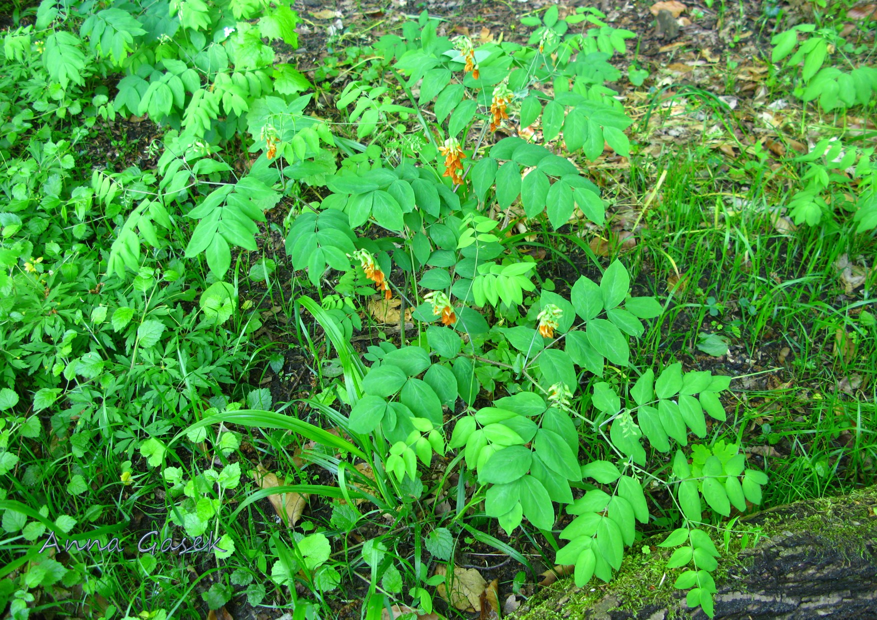 Groszek wschodniokarpacki