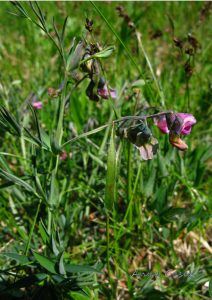 Kwiaty groszku skrzydlastego