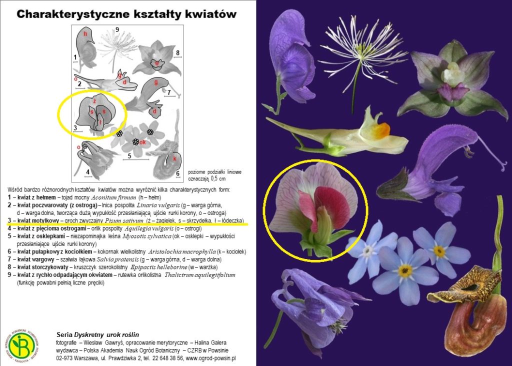 Budowa kwiatu w rodzinie bobowatych