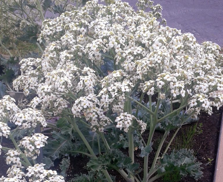 Modrak morski – warzywo przyszłości?