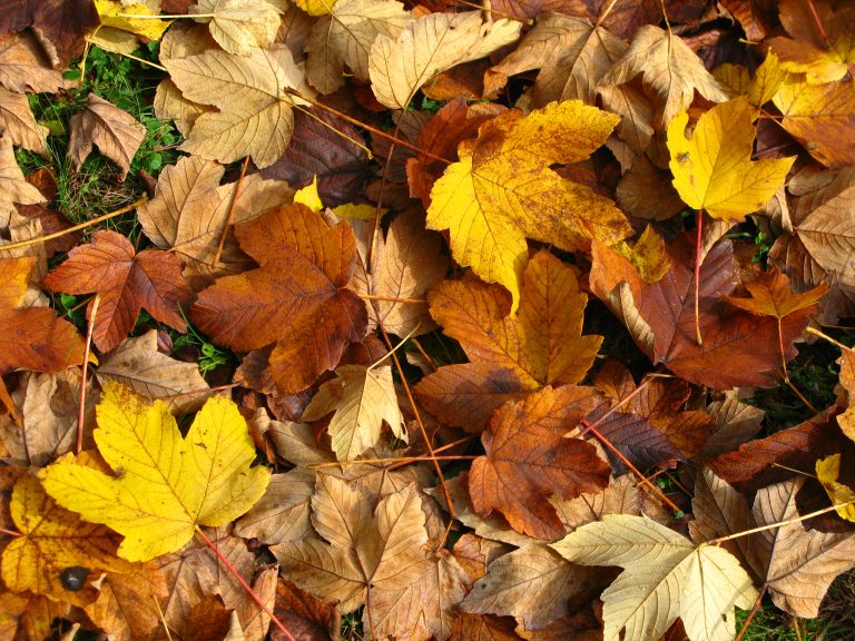 Kobierce klonowych liści