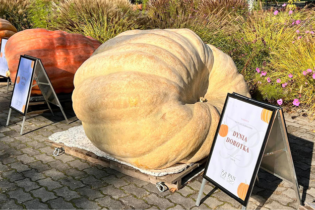 Dyniowe giganty w Powsinie