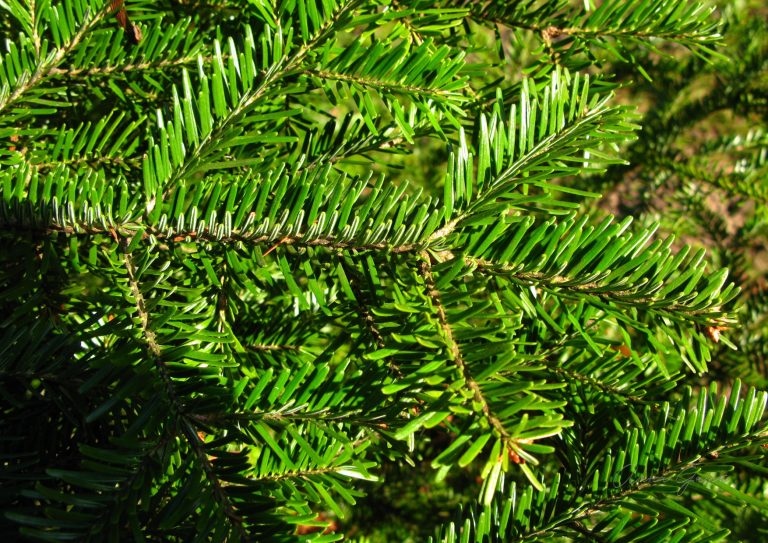 Jodła pospolita na choinkę, czy podłaźniczkę.