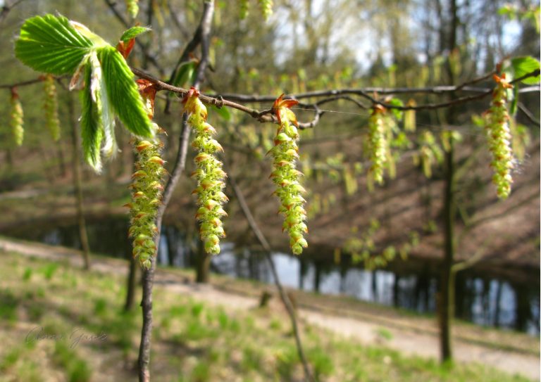 Grab pospolity, ale czy znany?