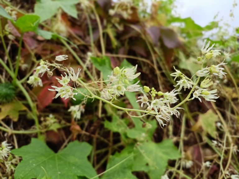 Inwazyjne pnącze – kolczurka klapowana (Echinocystis lobata)