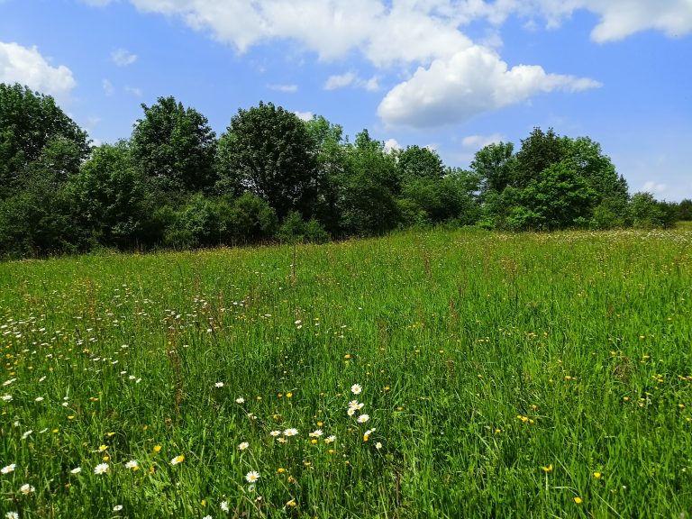 Bioróżnorodność – dlaczego tak bardzo jej potrzebujemy?