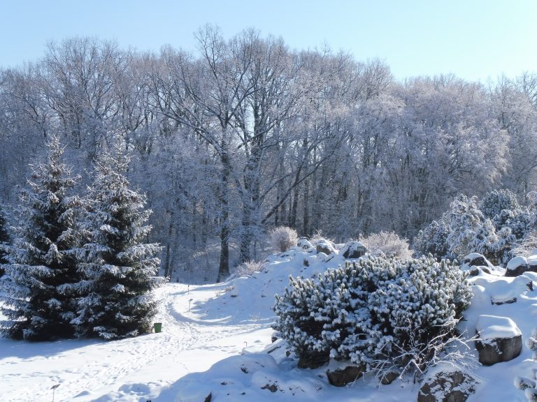 Zimowe życie roślin