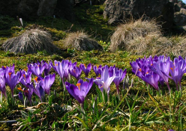 Relikty roślinne w Polsce – czym są, skąd pochodzą i gdzie można je spotkać?