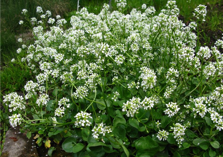 Warzucha, czyli nie to jest piękne, co jest piękne, ale to, co się komu podoba