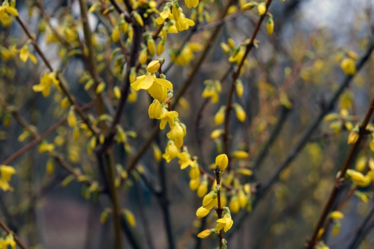 Forsycja zwiastunem wiosny