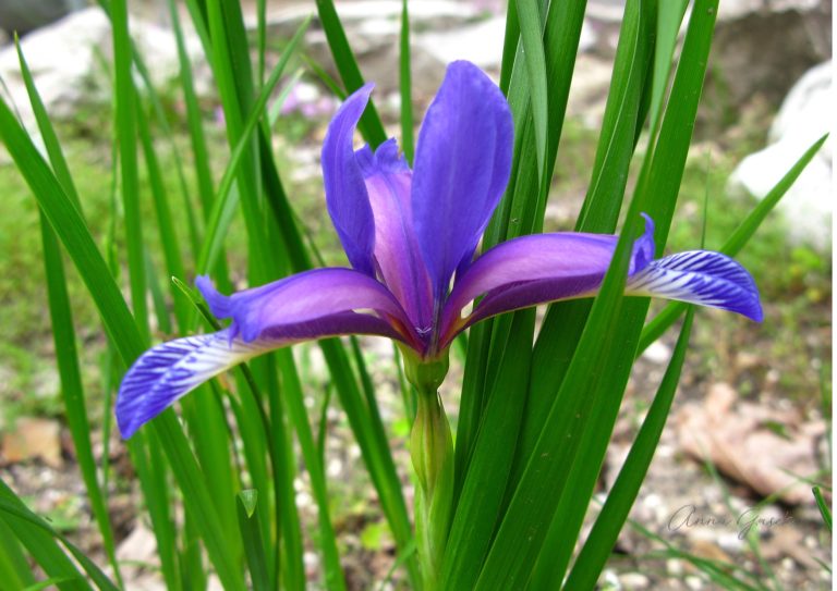 Kosaćce – ziemscy posłańcy tęczowej bogini