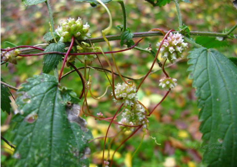 A cóż to za dziwo, czyli pasożytnicze kanianki