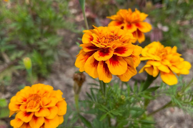 Aksamitka – symboliczna, jadalna i pełna leczniczej mocy