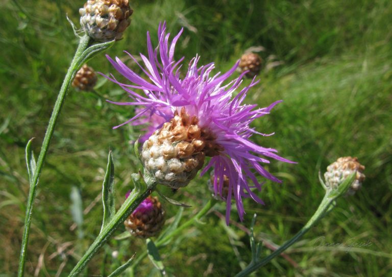 Botanizowanie w trybie wakacyjnym
