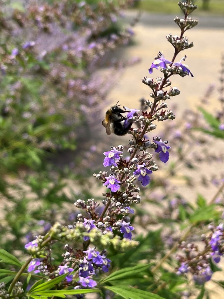 Lecznicza moc niepokalanka