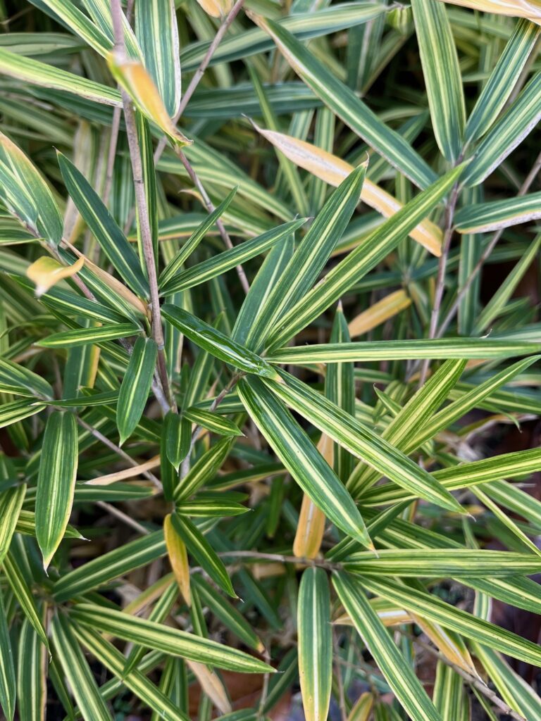 Bambusy w kolekcji Reiva Sakura Garden