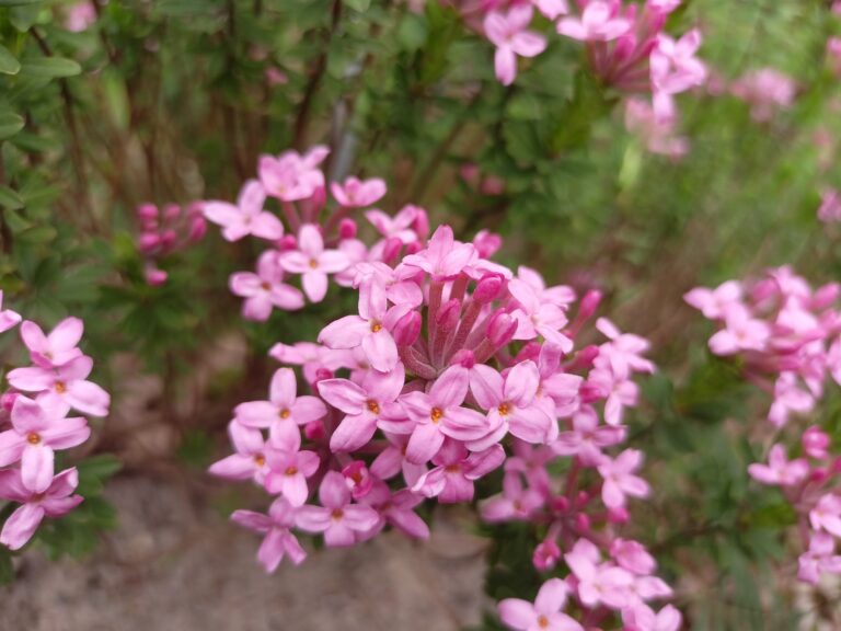 Wawrzynek główkowy (Daphne cneorum) – mało znany kuzyn wilczegołyka    