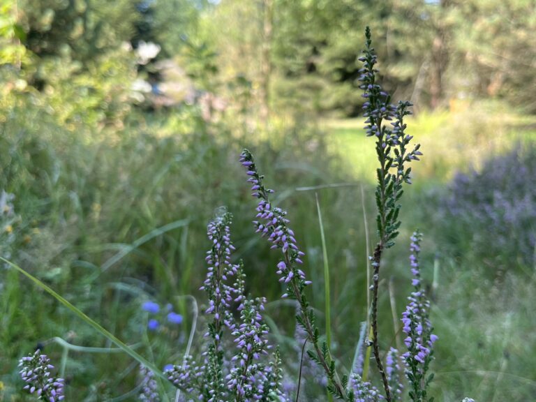 Wrzos pospolity – zwiastun jesieni, roślina ozdobna, pożyteczna i… magiczna! 