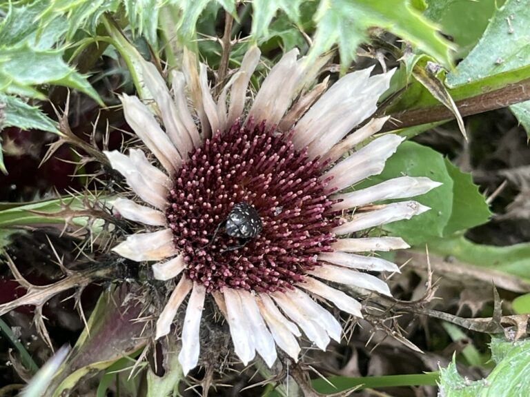 Roślina dziewięciu sił i mocy    