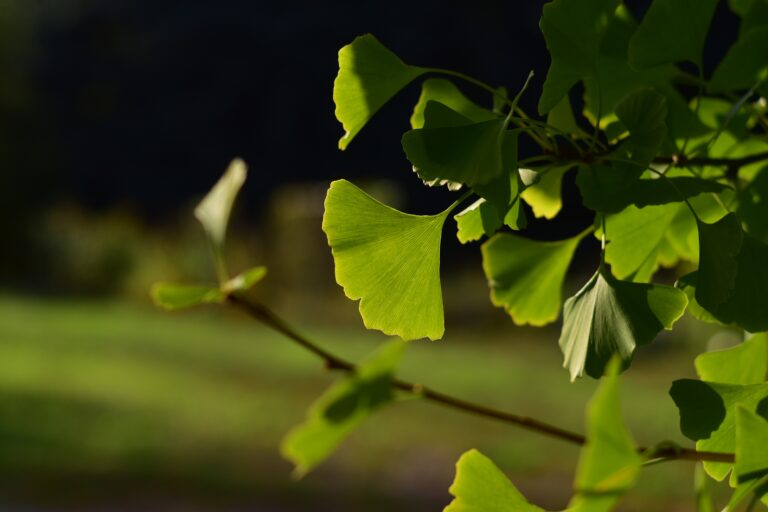 Ginkgo biloba (miłorząb dwuklapowy)