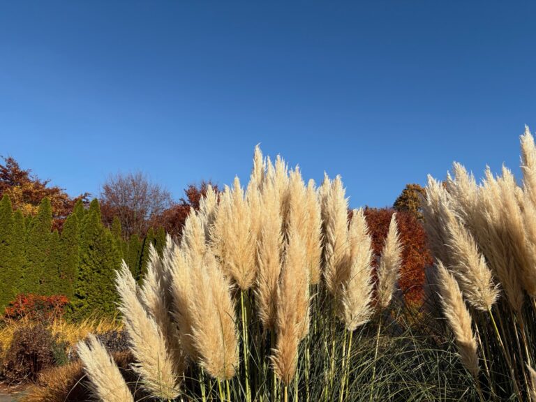Kortaderia pampasowa (Cortaderia selloana)