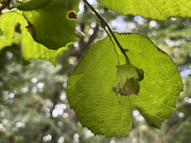 Leszczyna pospolita – krzew o magicznych zdolności, leczniczych właściwościach, licznych walorach ozdobnych i użytkowych 