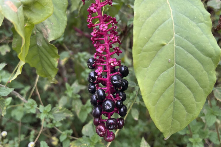 Szkarłatka amerykańska