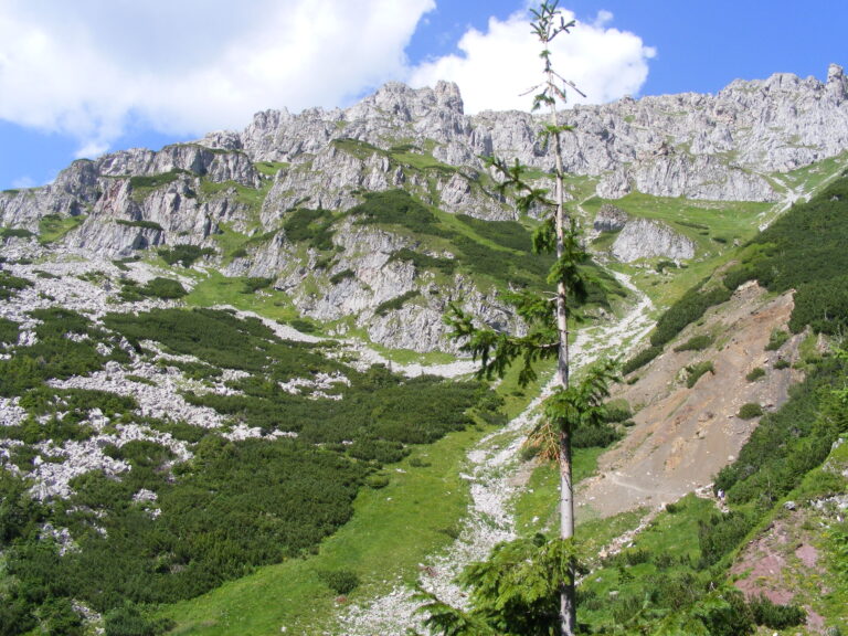Historia sosny górskiej w kolekcji flory Polski