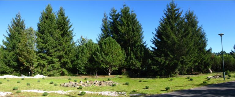 Historia świerka pospolitego w kolekcji flory Polski, PAN Ogrodu Botanicznego