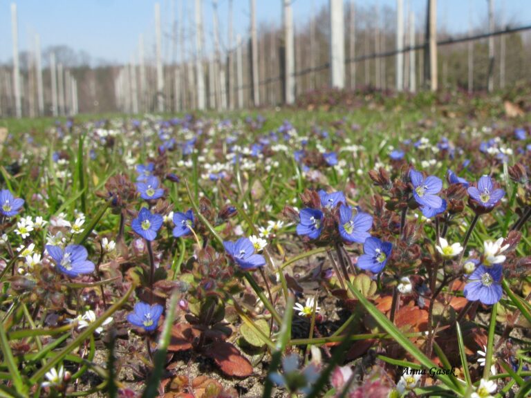 Subtelna Veronica czy zwykły przetacznik?