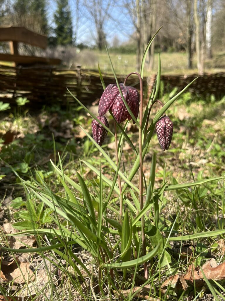 Królowa wiosny – Szachownica kostkowata (Fritillaria meleagris) 