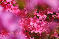 DSCF1541
