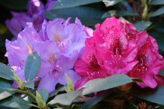 DSCF1559