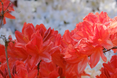 DSCF1568