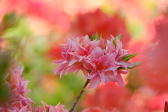 DSCF1570