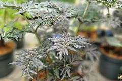 552566410_122177379548378434_3864248874581715315_n