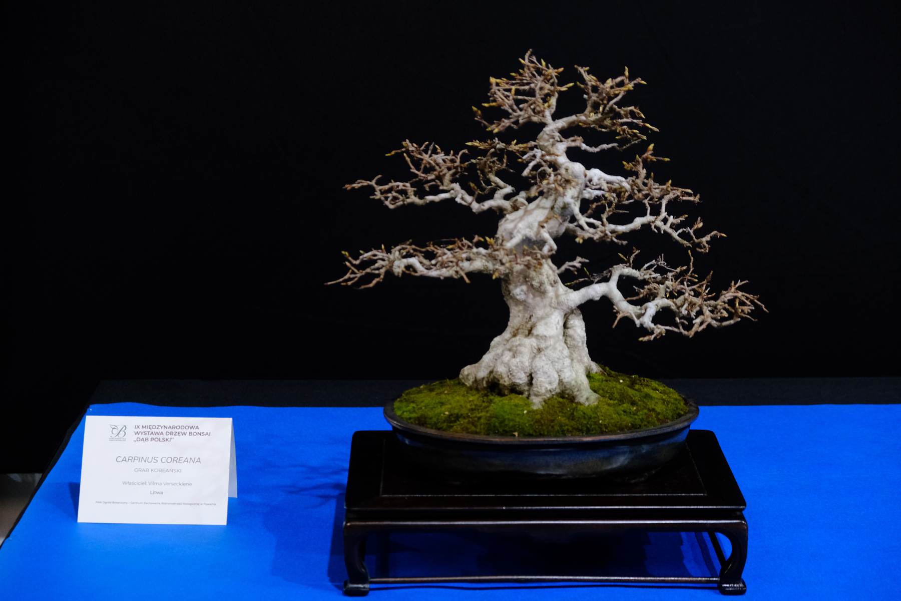 IX Midzynarodowa Wystawa Drzew Bonsai "Db Polski" - resume > Ogrd  Botaniczny w Powsinie